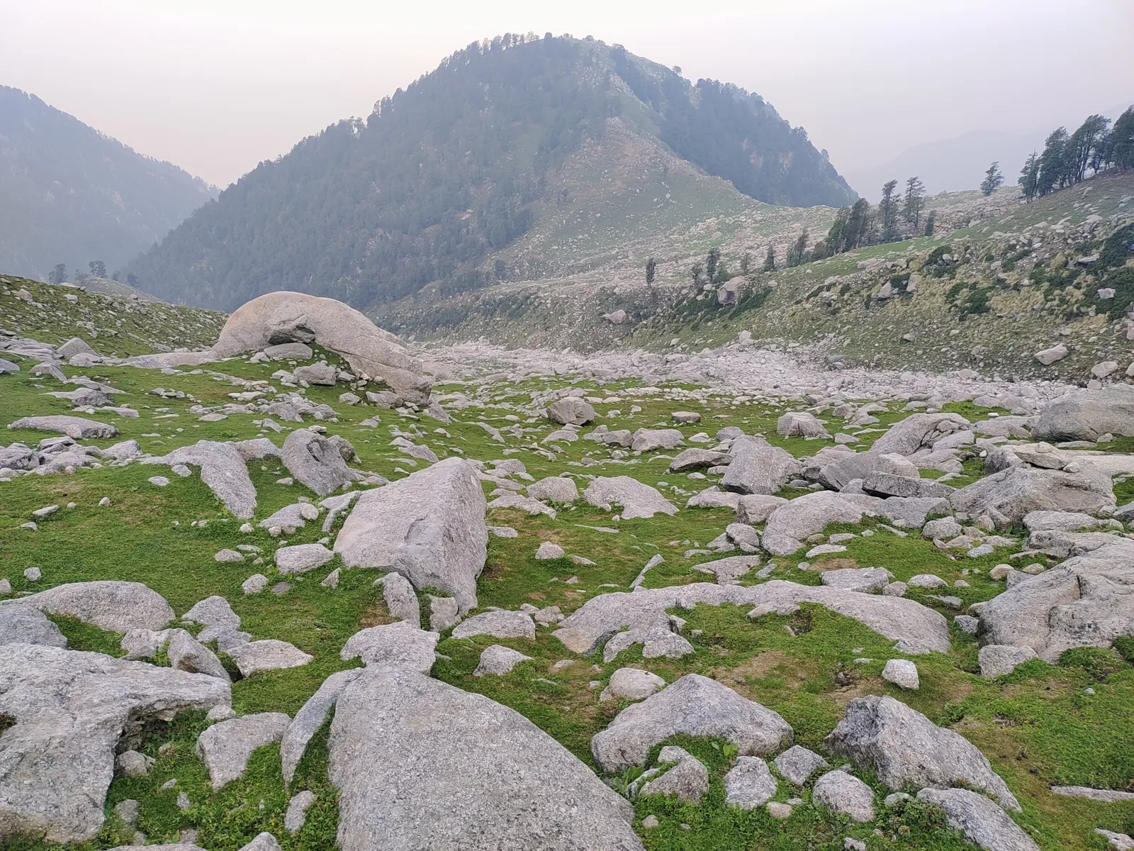 Boulders and grass below a forested peak at dawn