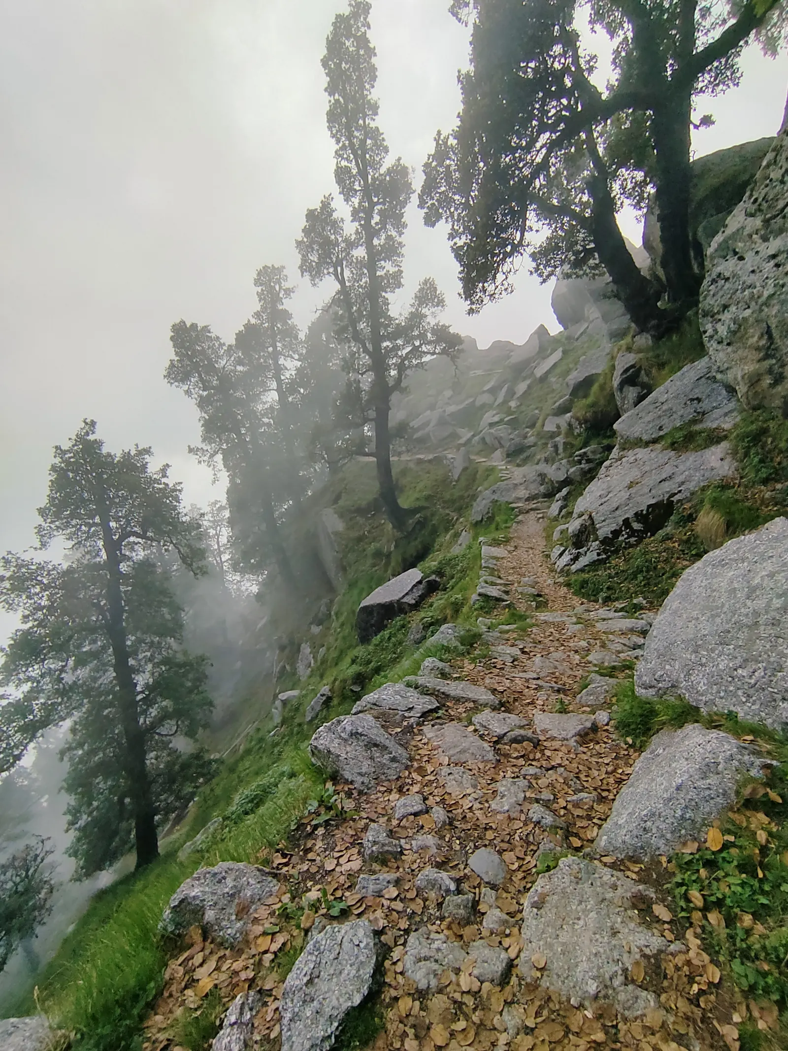 Narrow rocky trail through foggy forest